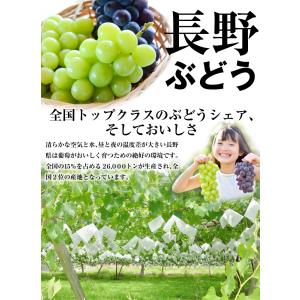 ぶどう 約1.2kg(600g×2房) ナガノ...の詳細画像5