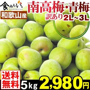 生梅 【訳あり】和歌山産 紀州南高梅・青梅 5kg 1箱 送料無料 ２Ｌ〜３Ｌサイズ  梅酒 梅シロップ 甘露煮 国華園