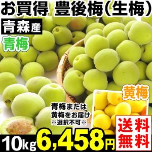 梅　青森産 生梅 【豊後梅】 10kg1組 送料無料 生梅 冷蔵便 食品 国華園