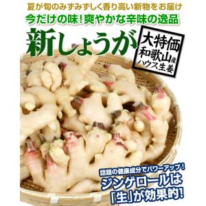 しょうが 4kg 新しょうが 和歌山産 野菜 ...の詳細画像4