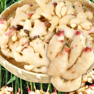 しょうが 4kg 新しょうが 和歌山産 野菜 ...の詳細画像5