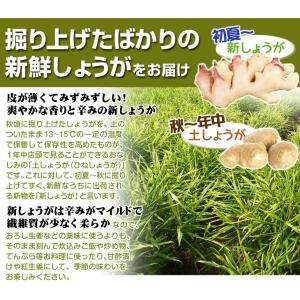 しょうが 4kg 新しょうが 和歌山産 野菜 ...の詳細画像2