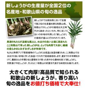 しょうが 4kg 新しょうが 和歌山産 野菜 ...の詳細画像3