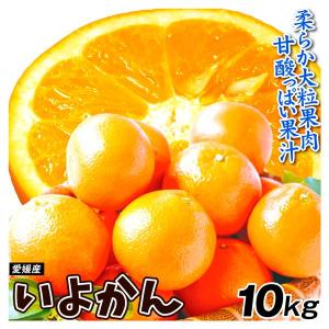 みかん 10kg 愛媛産 大特価 いよかん 伊予柑 ご家庭用 送料無料 食品｜seikaokoku