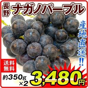 ぶどう ナガノパープル 2房(350g×2房） 長野県産 葡萄 ブドウ 食品 国華園