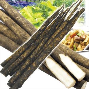 ごぼう 青森産 土付きごぼう 8kg  食品