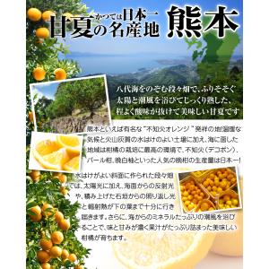 みかん 10kg 甘夏 ご家庭用 熊本産 柑橘...の詳細画像3