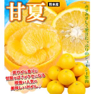 みかん 10kg 甘夏 ご家庭用 熊本産 柑橘...の詳細画像1