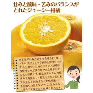 みかん 10kg 甘夏 ご家庭用 熊本産 柑橘...の詳細画像2