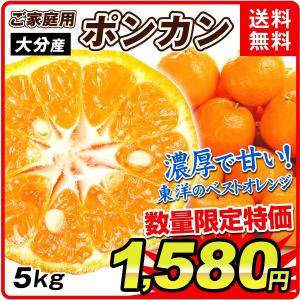 みかん ポンカン（5kg）ご家庭用 大分産 フルーツ 果物 数量限定 国華園