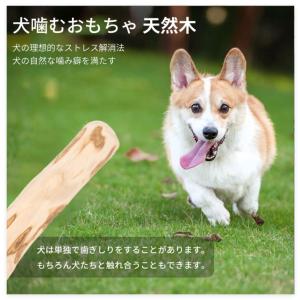 コーヒーウッド 犬 噛むおもちゃ コーヒーの木...の詳細画像4