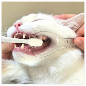 猫・犬用歯磨きグッズ ペット口腔ケア補助器具 ...の詳細画像5