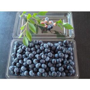 　ブルーベリー 1kg（500g×2パック）安心　安全　無農薬　朝摘み 午後発送冷蔵便　6/5頃から...