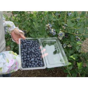 ブルーベリー 3.0kg(500g×6パック)...の詳細画像4