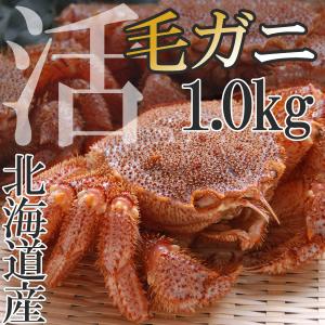 北海道産 活毛ガニ 1尾 1.0kg前後 北海道特産品 ギフト お歳暮 お中元 カニ かに 蟹