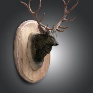 254/日展木彫作家 西田秀 木彫 牛彫刻「力闘 」☆木箱・布 ☆井波彫刻