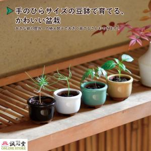 盆栽 まめ盆栽 ミニ盆栽 栽培キット 2個セッ...の詳細画像1