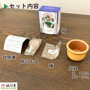 盆栽 まめ盆栽 ミニ盆栽 栽培キット 2個セッ...の詳細画像2