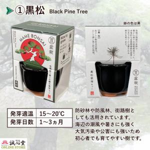 盆栽 まめ盆栽 ミニ盆栽 栽培キット 2個セッ...の詳細画像3