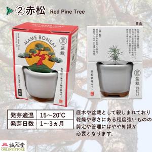 盆栽 まめ盆栽 ミニ盆栽 栽培キット 2個セッ...の詳細画像4