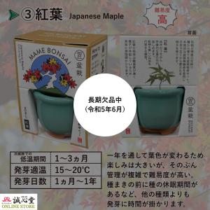 盆栽 まめ盆栽 ミニ盆栽 栽培キット 2個セッ...の詳細画像5