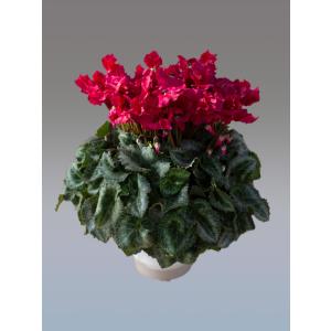 基本送料無料！シクラメン ひらりあかぶどう 5寸/5号 【誠養園のながもちシクラメン】