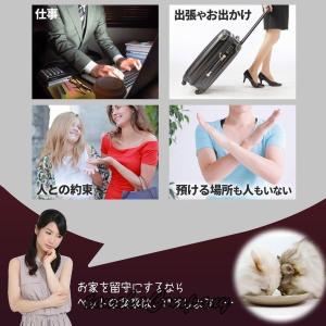 自動給餌器 犬 自動餌やり器 安い 猫 ペット...の詳細画像1