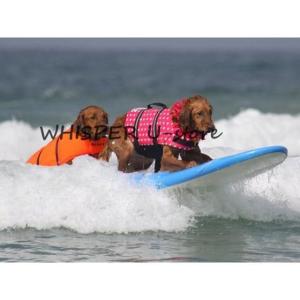 わんちゃん用 ライフジャケット 小型犬 中型犬...の詳細画像3