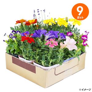 店長おまかせ 季節の花苗18個セット ガーデニング 園芸 寄せ植え 花 苗