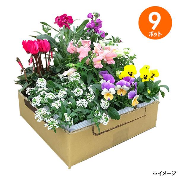 直送 日時指定不可 季節のお花おまかせ9ポット 花苗 セット ガーデニング 沖縄・離島配送不可
