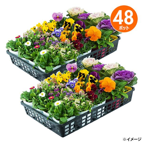 直送 日時指定不可 季節のお花おまかせ48ポット 花苗 セット ガーデニング 沖縄・離島配送不可