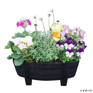 タキイ種苗ブランド 八重ペチュニア ドレスアップ「ラベンダーピンク