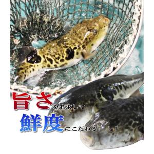 ふぐ 冬 ギフト とらふぐ刺身とふぐちり鍋セッ...の詳細画像3