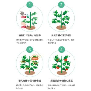 肥料・活力剤 鉄力あくあF10 1L 植物活性...の詳細画像2