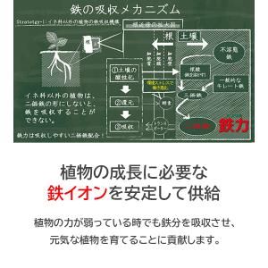 肥料・活力剤 鉄力あくあF10 1L 植物活性...の詳細画像4