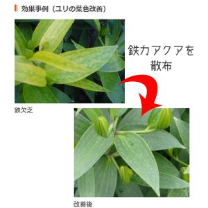 肥料・活力剤 鉄力あくあF10 1L 植物活性...の詳細画像5