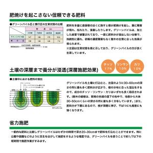 グリーンパイル スモール 釘型 打ち込み 肥料...の詳細画像2