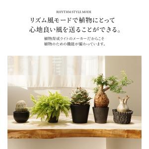 エクメア AECHMEA-BK ブラック ホワ...の詳細画像2