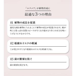 エクメア AECHMEA-BK ブラック ホワ...の詳細画像3