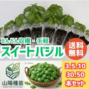 2026年7月】アップルゴーヤ 種（果菜の苗）（果菜種類：ゴーヤ）の