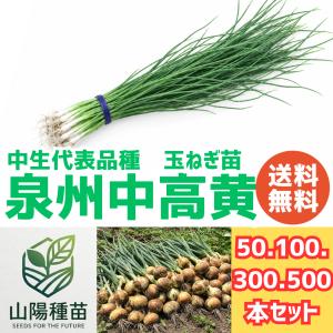 2026年 予約商品】紅はるか 10本 サツマイモ切り苗 （登録品種 べに