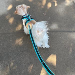 2袋SET アニミューン 14g : OSK store - 通販 - Yahoo!ショッピング