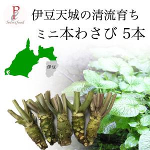 本わさび  ミニ20g前後 5本 伊豆天城産 産地直送