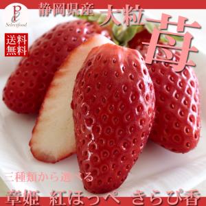 イチゴ あきひめ 章姫 約500g 12~18粒入り 化粧箱 ギフト 有機肥料使用