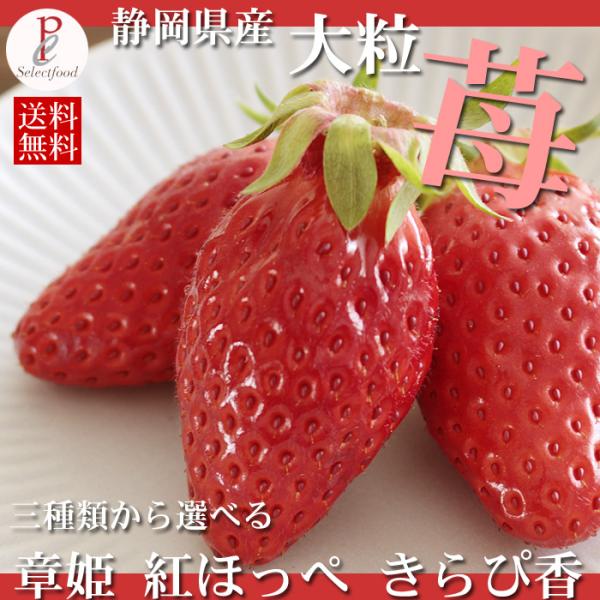 いちご 章姫 朝摘み苺 あきひめ 450グラム程度2パック 合計900g程度  18粒〜30粒入 静...