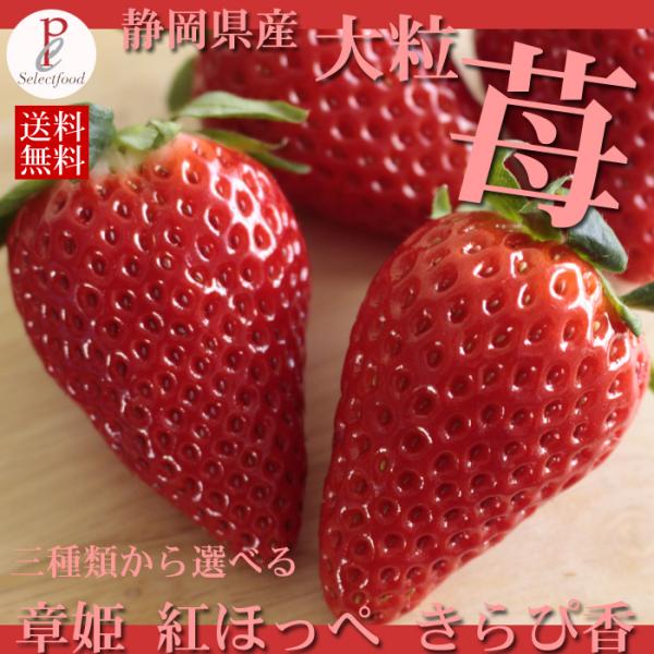 いちご 章姫 きらぴ香 朝摘み苺 あきひめ きらぴか 450グラム程度1パックずつ 合計900g程度...
