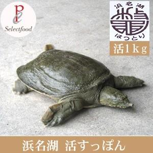 活すっぽん一匹 1kg 国産 老舗 服部中村養鼈場の活スッポン 生血 生肉 甲羅スッポン