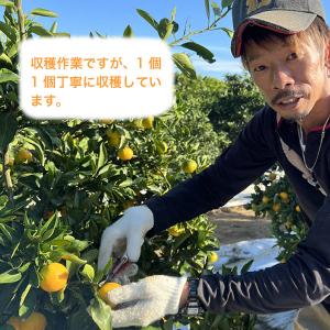 みかん 三ケ日みかん ゆら早生 4kg 三ケ日...の詳細画像4