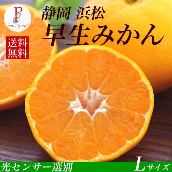 みかん 5kg 早生みかん Lサイズ 静岡県浜松 くさかさんの早生みかん 5kg 送料無料　光センサ...