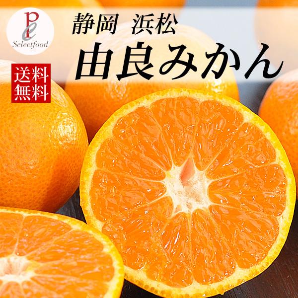 ゆら早生みかん くさかさん家の由良みかん10キロ　期間限定 静岡県浜松 送料無料
